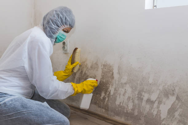 Best Certified Mold Removal  in South Windham, CT