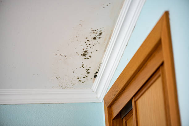 Best Fast Mold Removal  in South Windham, CT