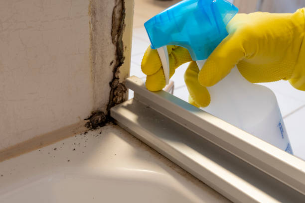 Best Home Mold Removal  in South Windham, CT
