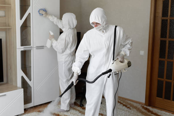 Best Mold Removal and Inspection  in South Windham, CT