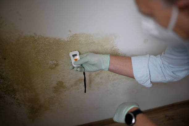 Best Same-Day Mold Removal  in South Windham, CT