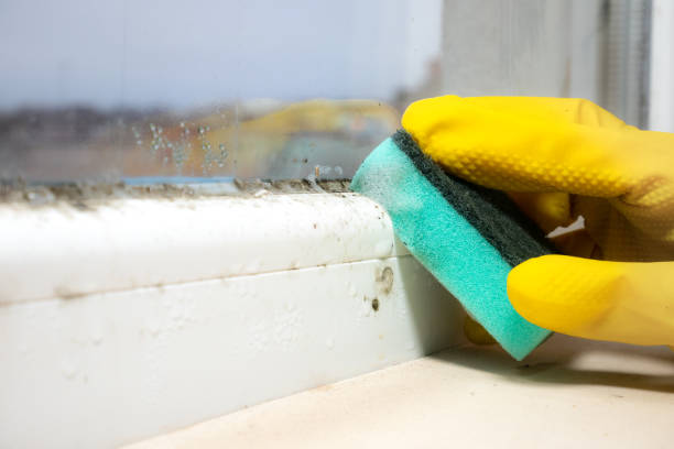 Best Best Mold Removal Companies  in South Windham, CT