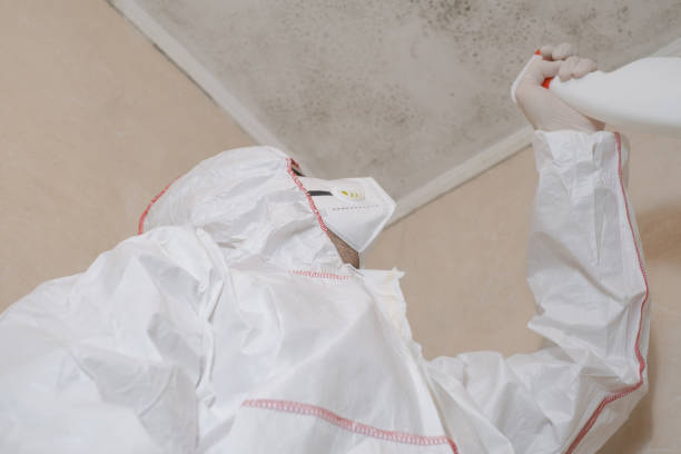 Best Residential Mold Removal  in South Windham, CT