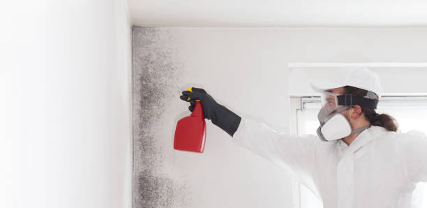 Best Emergency Mold Removal  in South Windham, CT
