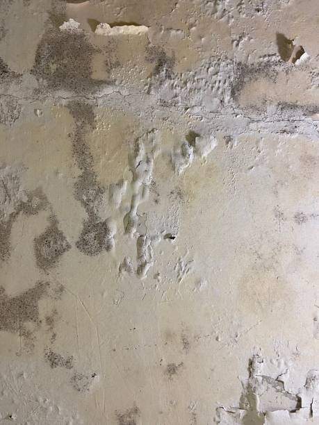 Best Local Mold Removal Service  in South Windham, CT