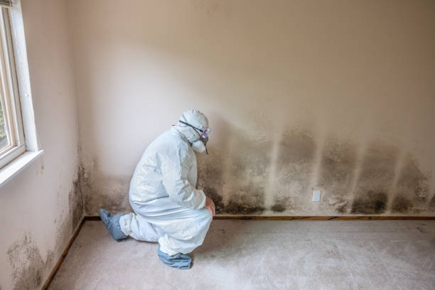 Mold Removal and Inspection in South Windham, CT
