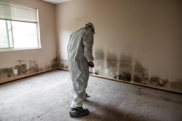 Best Crawl Space Mold Removal  in South Windham, CT