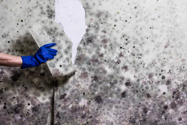 Best Mold Damage Repair  in South Windham, CT